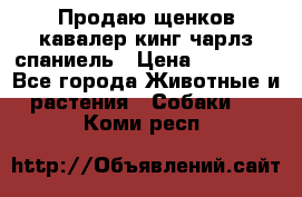 Продаю щенков кавалер кинг чарлз спаниель › Цена ­ 40 000 - Все города Животные и растения » Собаки   . Коми респ.